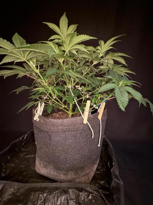Crunch by World Breeder. Week 5