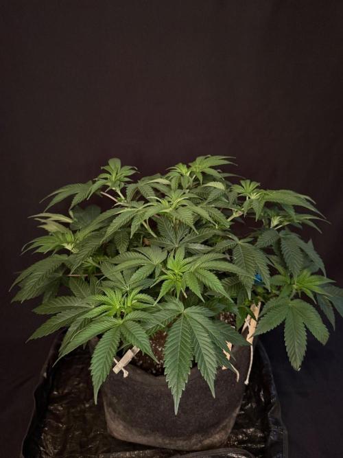 Crunch by World Breeder. Week 5