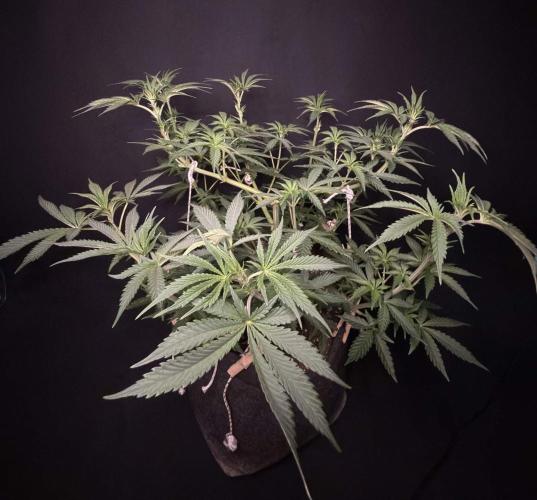 Glowstarz by Paradise Seeds. Week 5