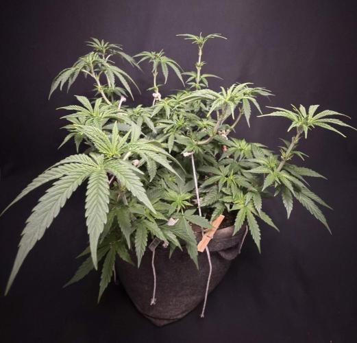 Glowstarz by Paradise Seeds. Week 5