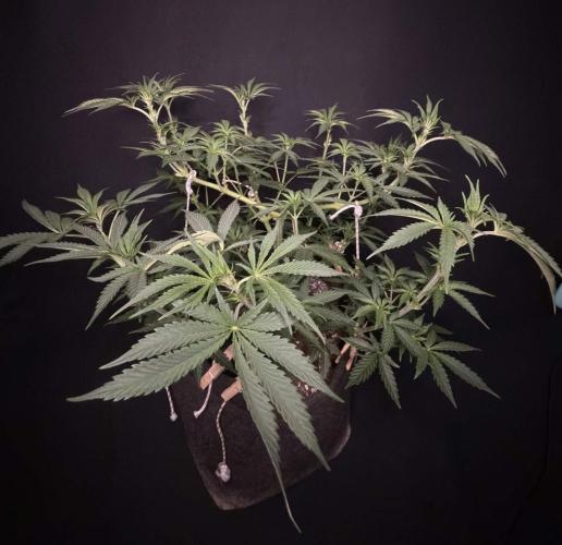Glowstarz by Paradise Seeds. Week 5