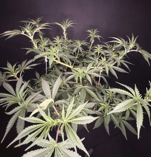 Glowstarz by Paradise Seeds. Week 5