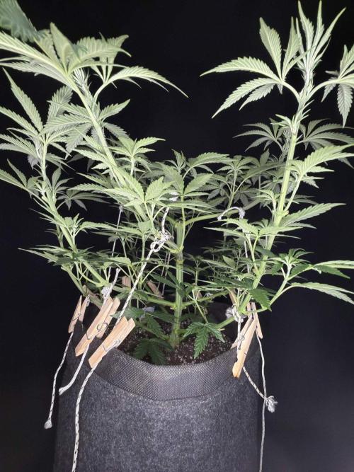 Glowstarz by Paradise Seeds. Week 5