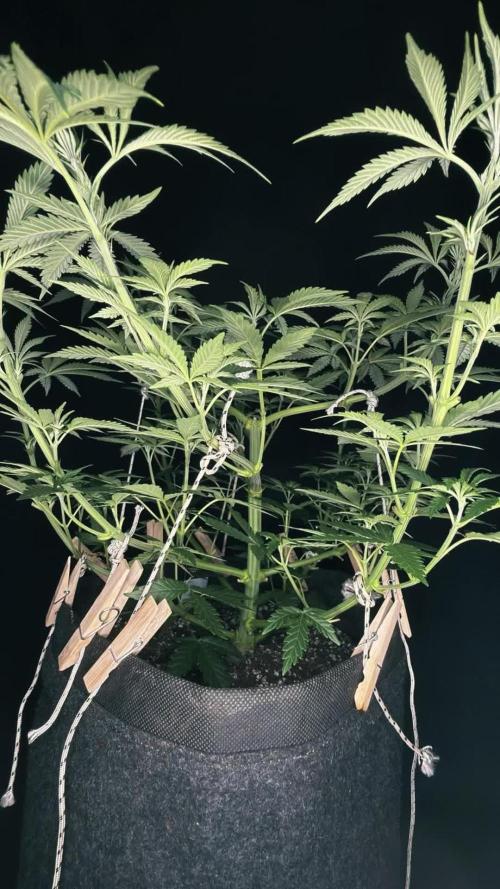 Glowstarz by Paradise Seeds