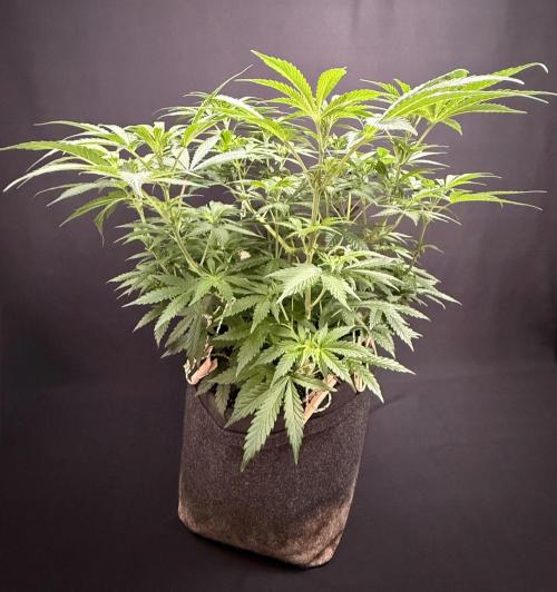 Glowstarz by Paradise Seeds. Week 6