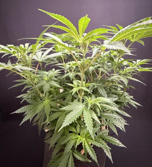 Glowstarz by Paradise Seeds. Week 6