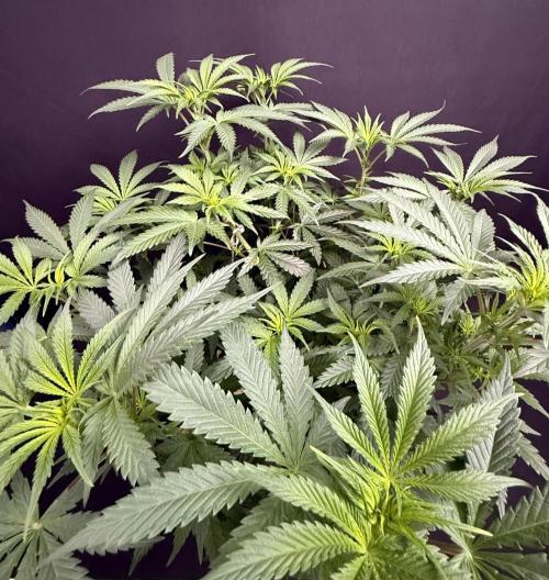 Glowstarz by Paradise Seeds. Week 6