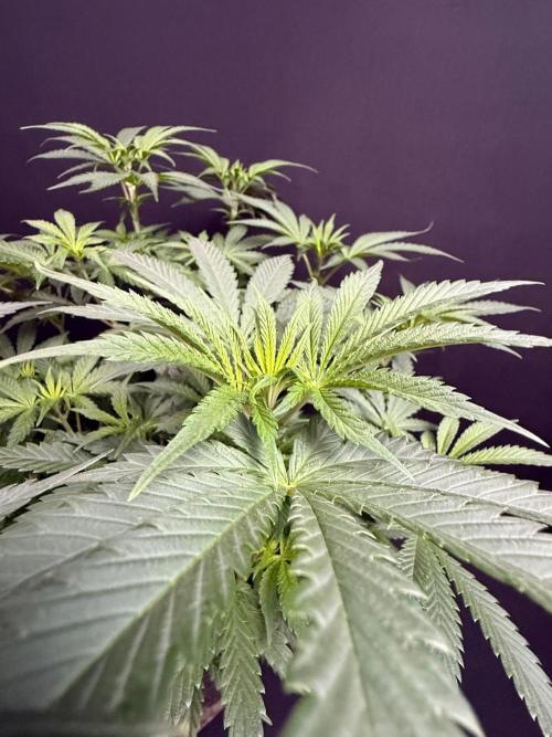Glowstarz by Paradise Seeds. Week 6