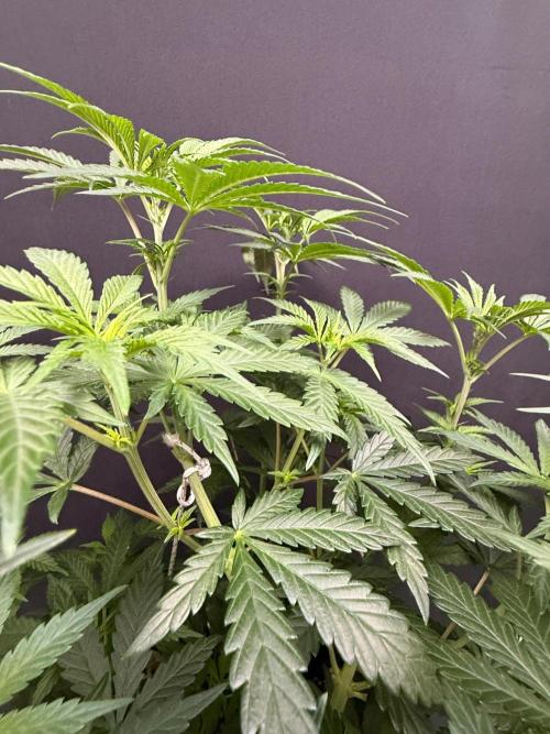 Glowstarz by Paradise Seeds. Week 6