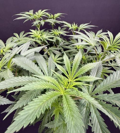 Glowstarz by Paradise Seeds. Week 6