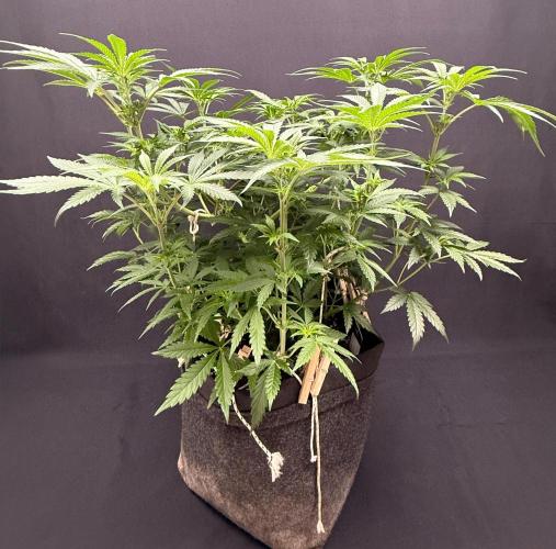 Glowstarz by Paradise Seeds. Week 6