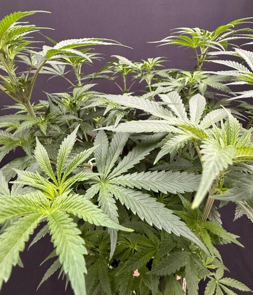 Glowstarz by Paradise Seeds. Week 6