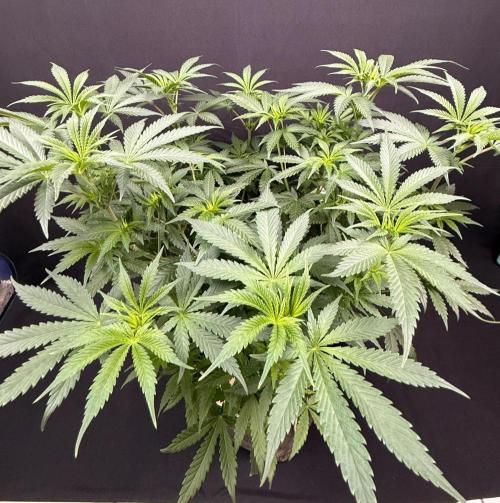 Glowstarz by Paradise Seeds. Week 6
