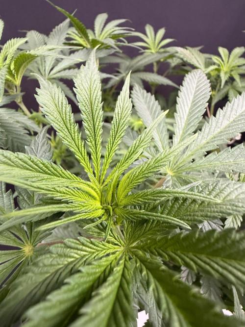 Glowstarz by Paradise Seeds. Week 6