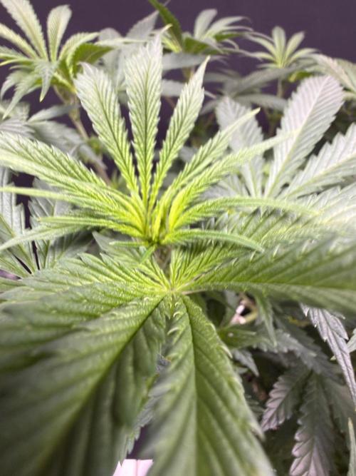 Glowstarz by Paradise Seeds. Week 6