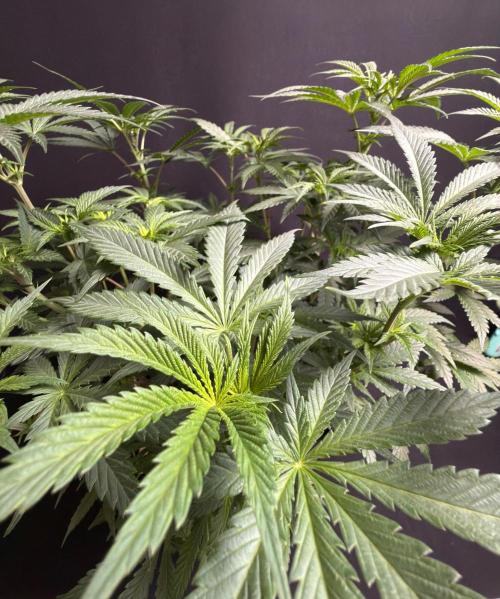 Glowstarz by Paradise Seeds. Week 6