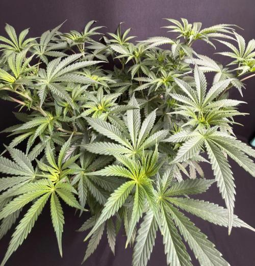 Glowstarz by Paradise Seeds. Week 6