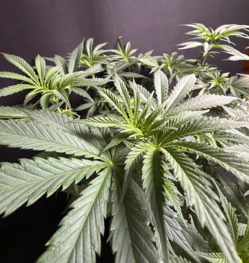 Glowstarz by Paradise Seeds. Week 6