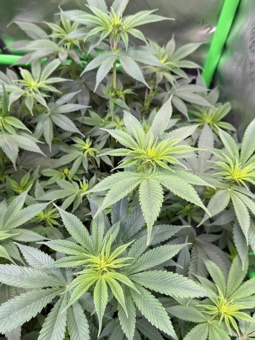 Crunch by World Breeder. Week 6