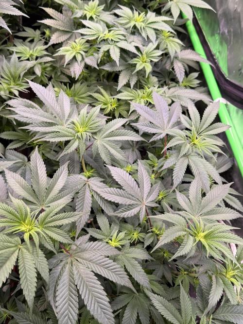 Crunch by World Breeder. Week 6