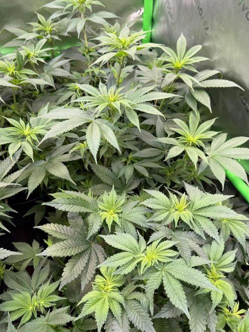 Crunch by World Breeder. Week 6