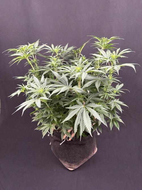 Glowstarz by Paradise Seeds. Week 7