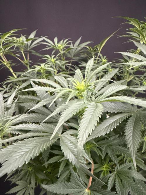 Glowstarz by Paradise Seeds. Week 7