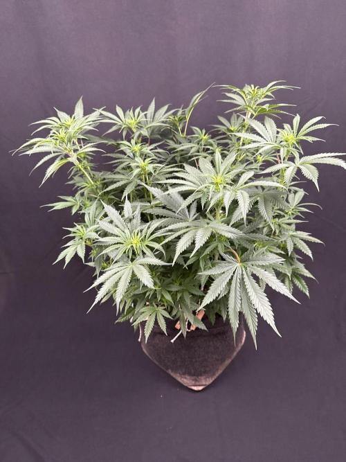 Glowstarz by Paradise Seeds. Week 7