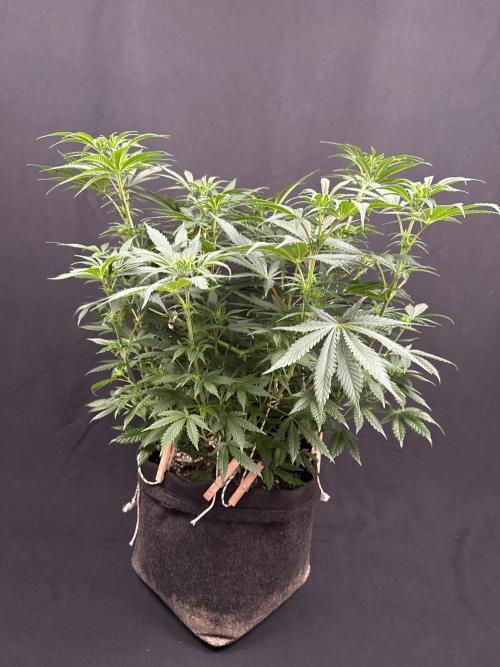 Glowstarz by Paradise Seeds. Week 7