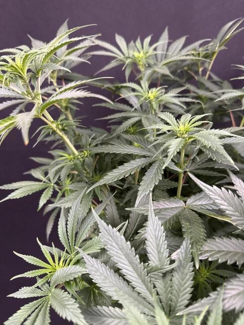Glowstarz by Paradise Seeds. Week 7