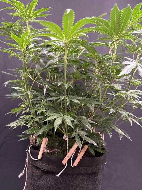Glowstarz by Paradise Seeds. Week 7