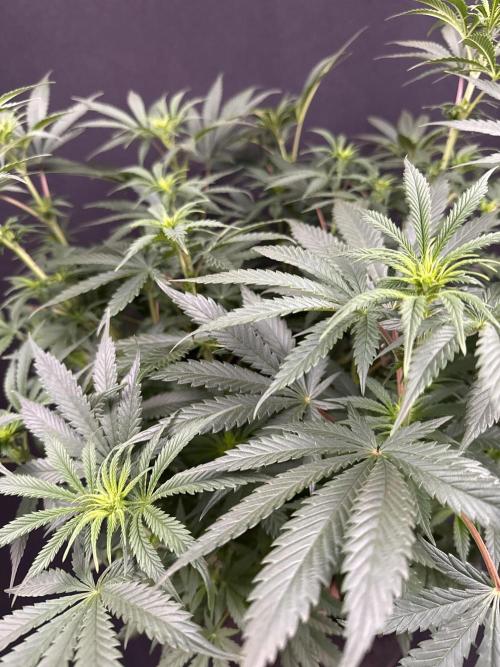 Glowstarz by Paradise Seeds. Week 7