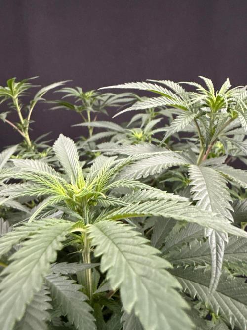 Glowstarz by Paradise Seeds. Week 7
