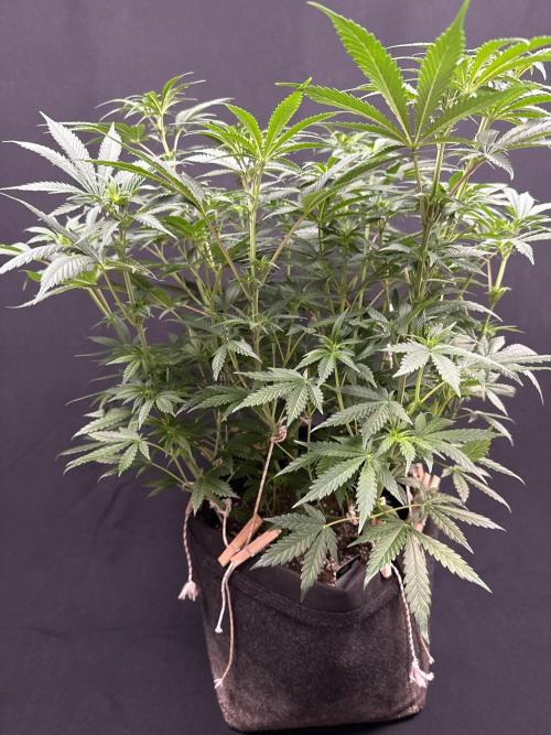 Glowstarz by Paradise Seeds. Week 7