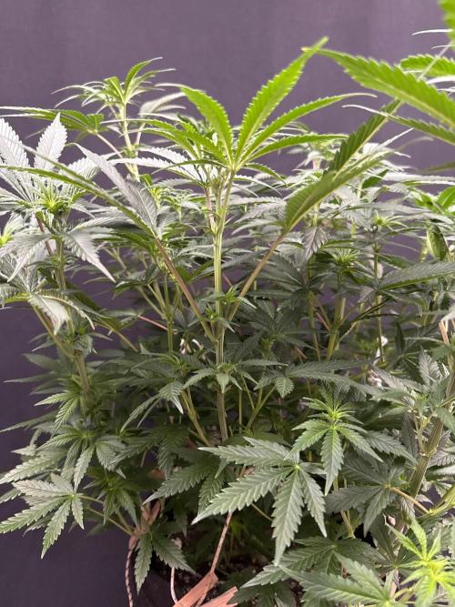 Glowstarz by Paradise Seeds. Week 7