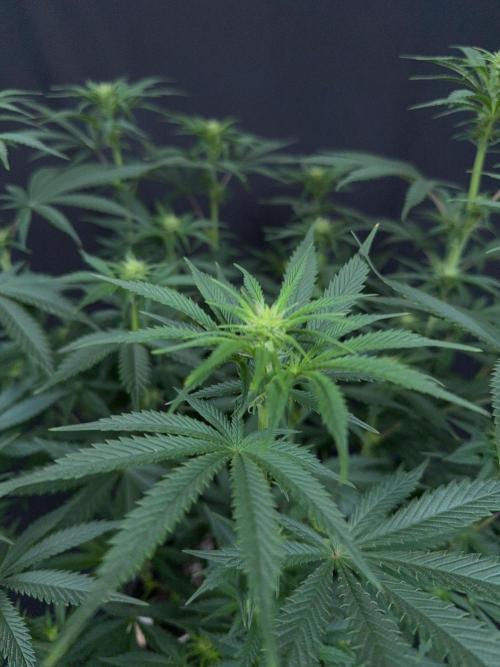 Glowstarz by Paradise Seeds. Week 8
