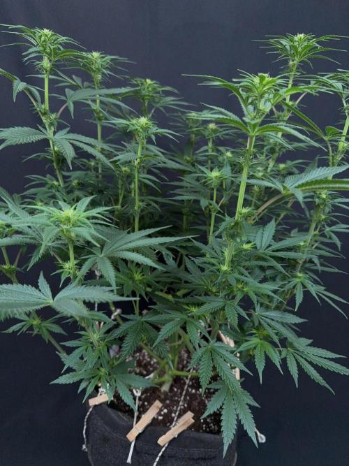 Glowstarz by Paradise Seeds. Week 8