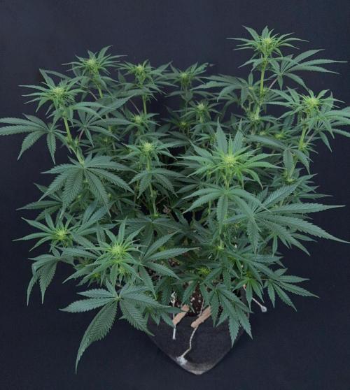 Glowstarz by Paradise Seeds. Week 8