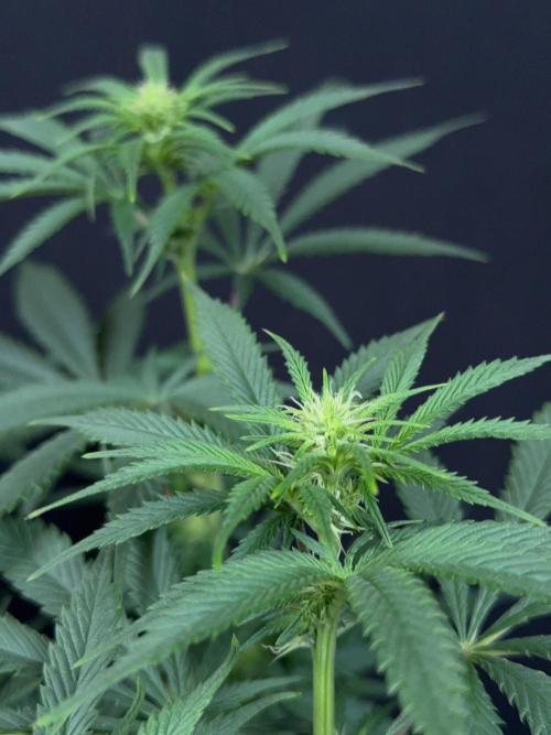 Glowstarz by Paradise Seeds. Week 8