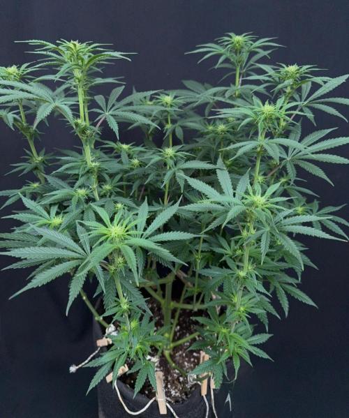 Glowstarz by Paradise Seeds. Week 8