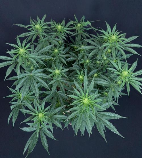 Glowstarz by Paradise Seeds. Week 8