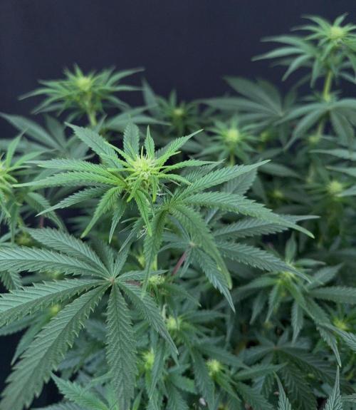 Glowstarz by Paradise Seeds. Week 8
