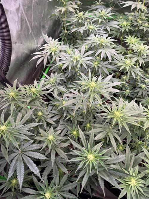 Glowstarz by Paradise Seeds. Week 8
