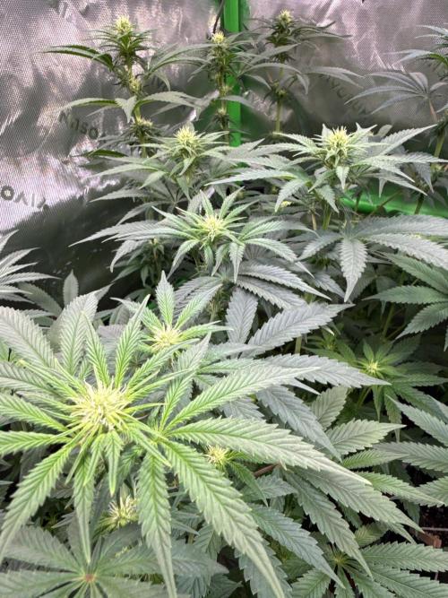 Glowstarz by Paradise Seeds. Week 8