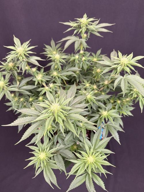 Crunch by World Breeder. Week 9