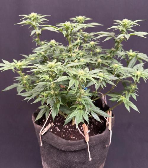 Crunch by World Breeder. Week 9