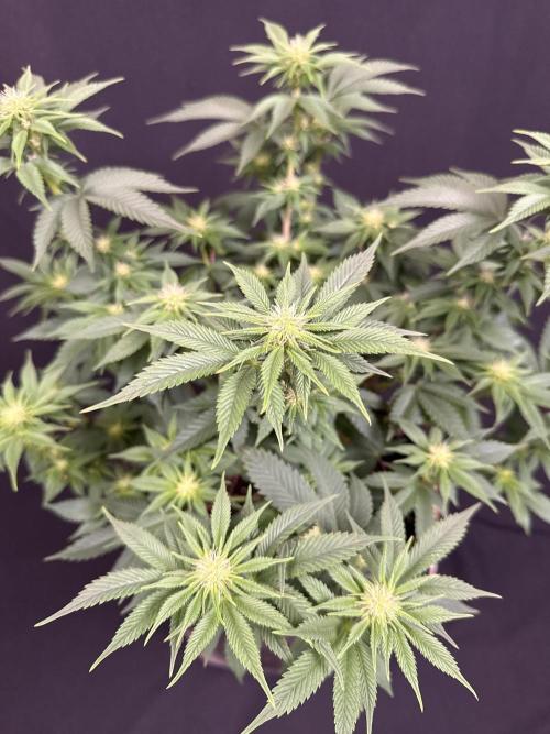 Crunch by World Breeder. Week 9