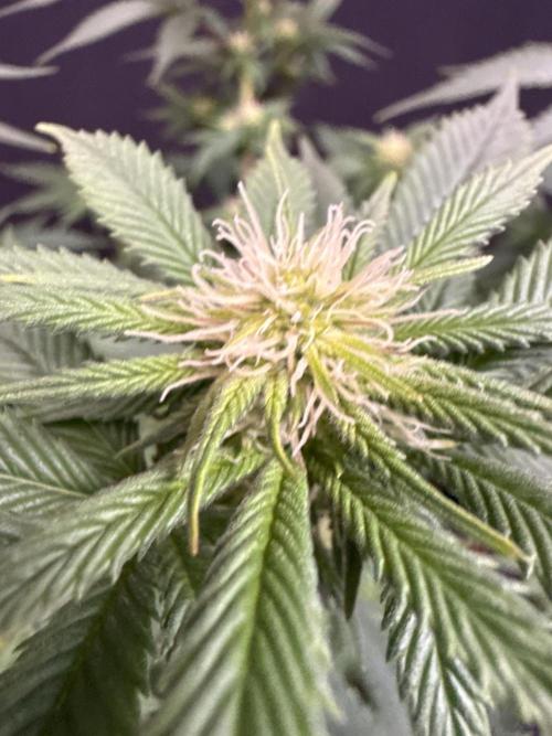 Crunch by World Breeder. Week 9