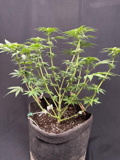 Clementine Slush by World Breeder. Week 9