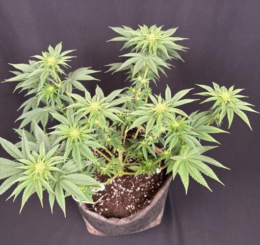 Clementine Slush by World Breeder. Week 9